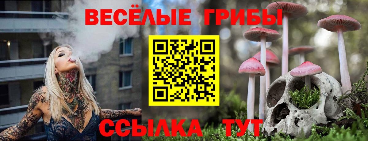 Псилоцибиновые грибы Psilocybe Новозыбков